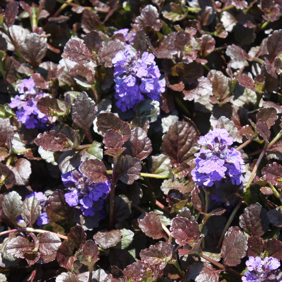 Ajuga reptans 'Black Scallop' - Bugleweed from Hoffie Nursery