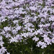 Phlox subulata 'Emerald Blue' - Moss Phlox from Hoffie Nursery