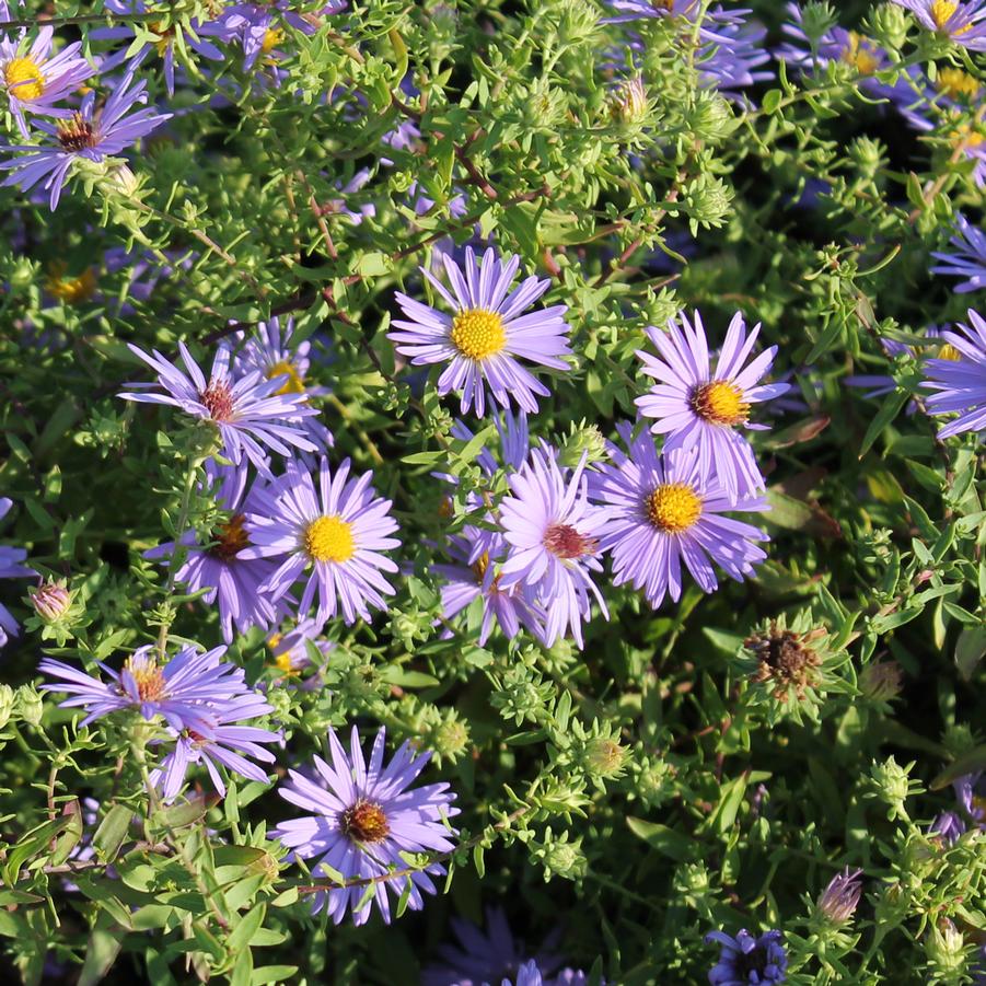 Aster oblongifolius 'October Skies' - Aromatic Aster from Hoffie Nursery