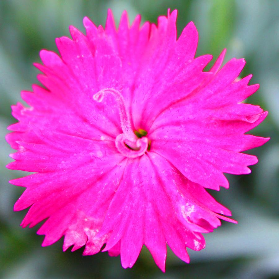 Dianthus 'Neon Star' - Alpine Pinks from Hoffie Nursery