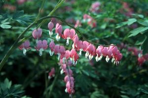 Dicentra spectabilis 