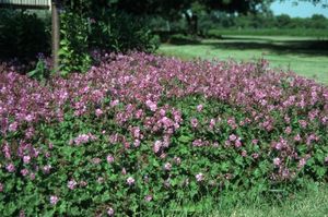 Geranium cantabrigiense Karmina