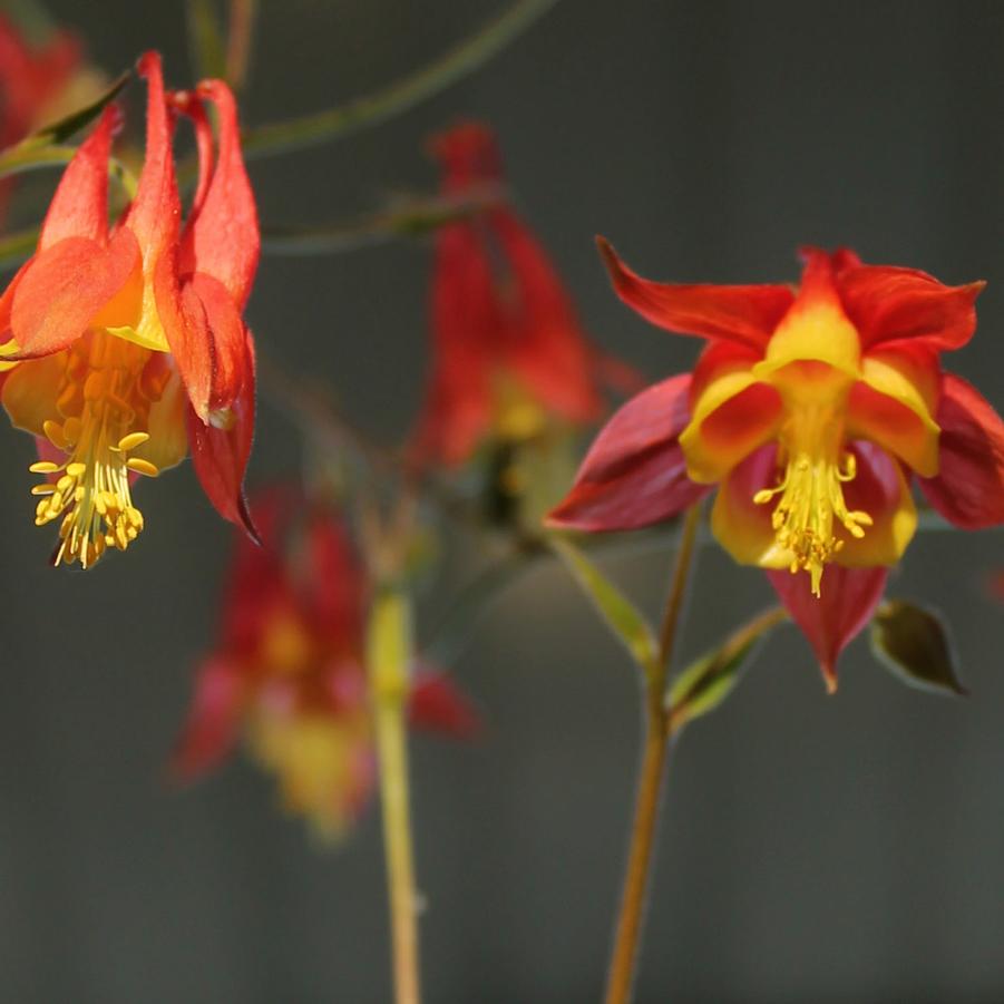 Aquilegia canadensis - Canadian Columbine, Wild Columbine from Hoffie Nursery