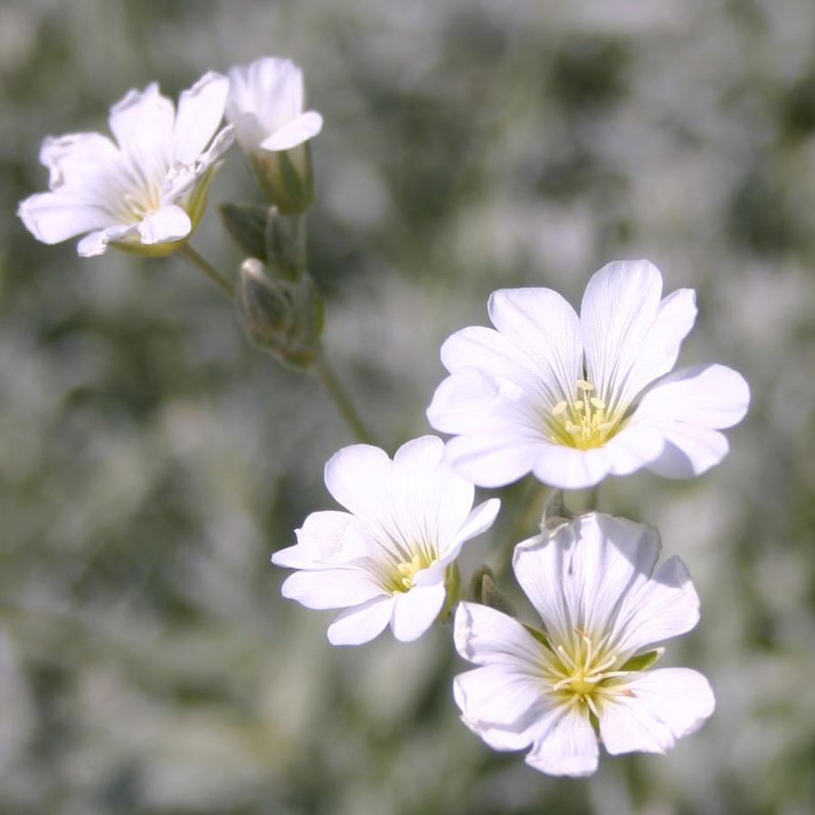 Cerastium tomentosum 'Yo Yo' - Snow in Summer from Hoffie Nursery