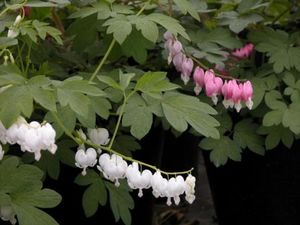 Dicentra spectabilis Alba