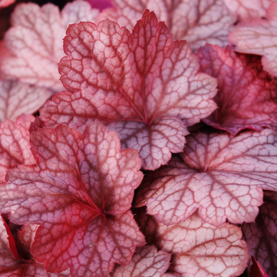 Heuchera 'Georgia Peach' - Coral Bells from Hoffie Nursery