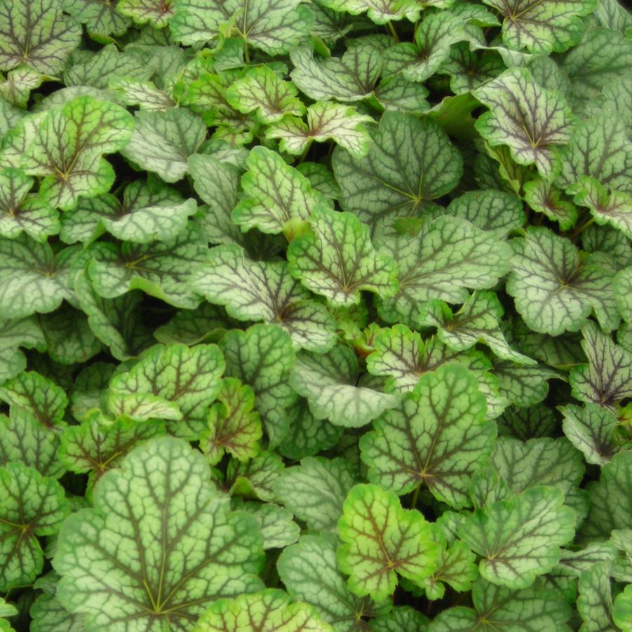 Heuchera americana Green Spice