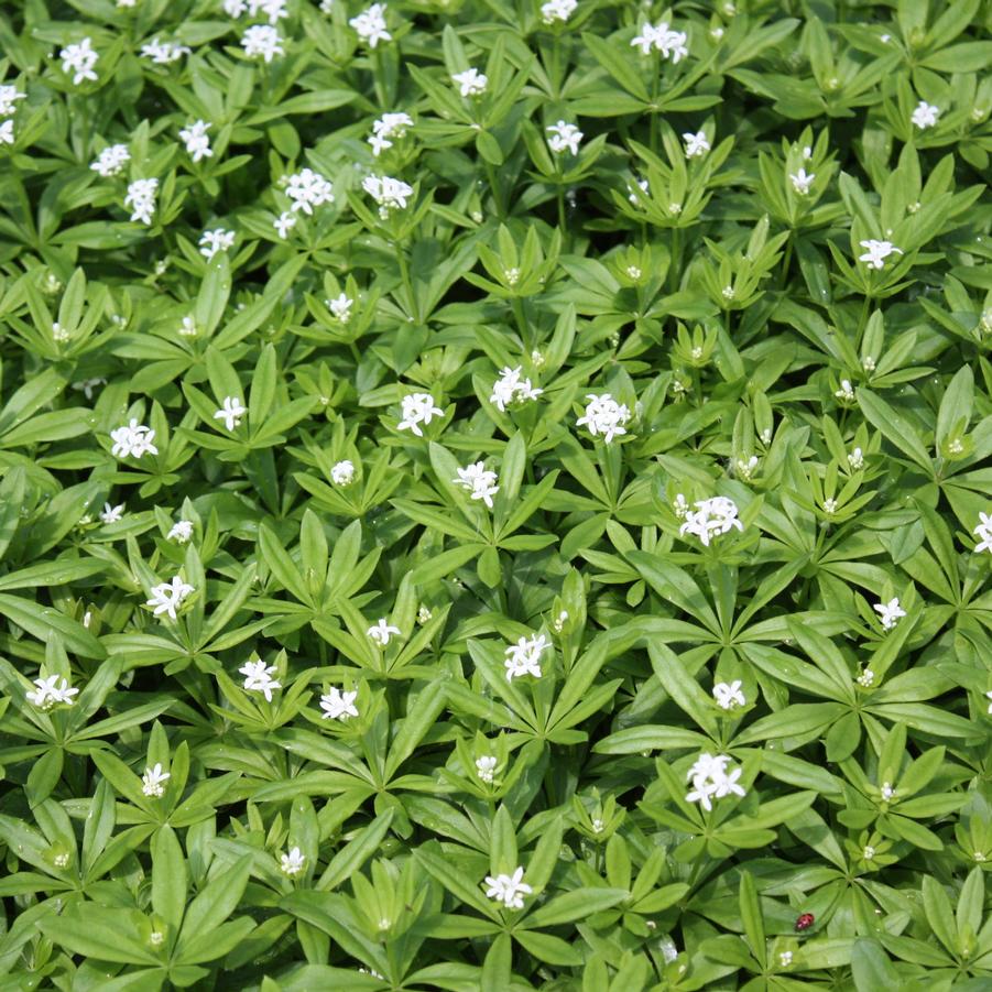 Galium odoratum - Sweet Woodruff from Hoffie Nursery