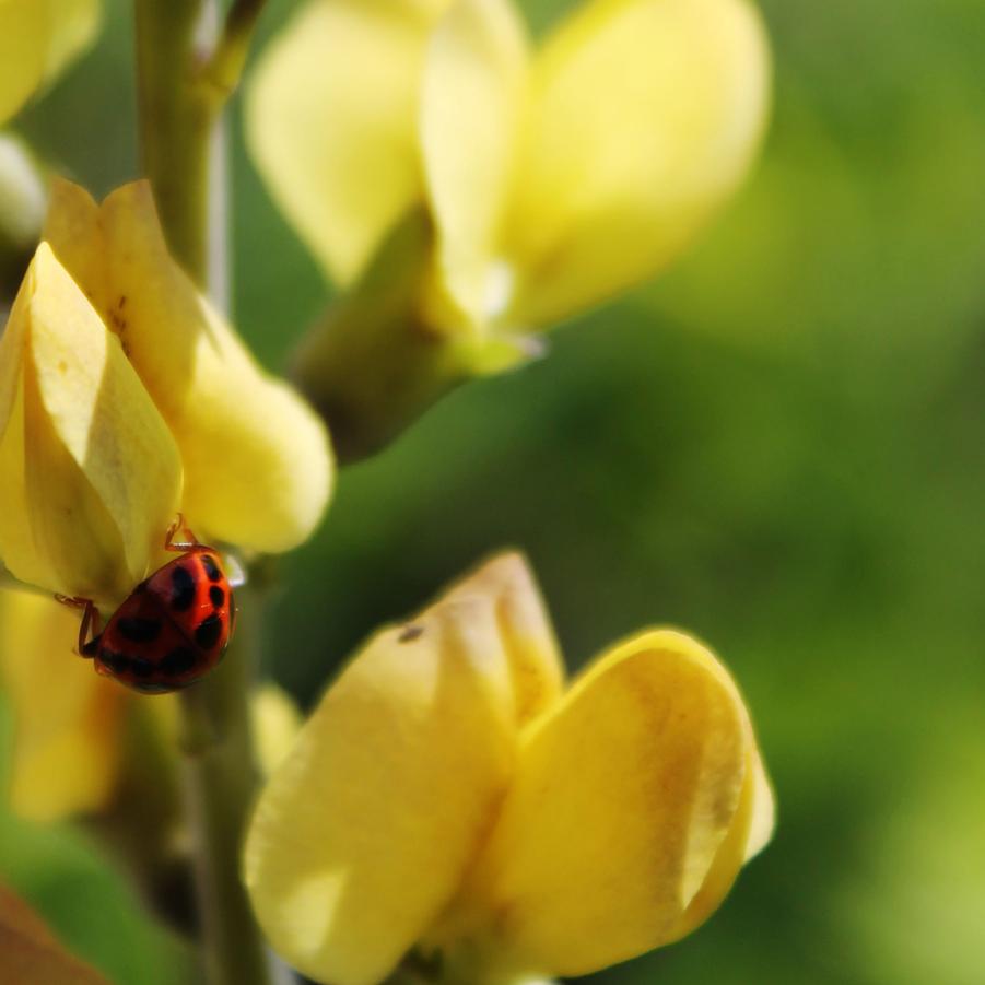 Baptisia 'Solar Flare' - False Indigo from Hoffie Nursery