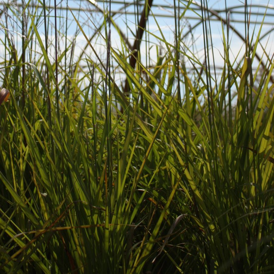 Miscanthus sinensis v. purpurascens - Purple Flame Grass from Hoffie Nursery