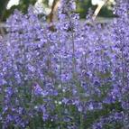 Nepeta racemosa 'Little Titch' - Little Titch Catmint from Hoffie Nursery