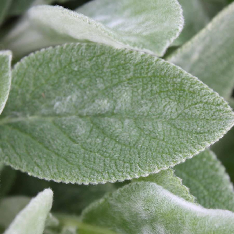 Stachys byzantina 'Helene Von Stein' - Lamb's Ear from Hoffie Nursery