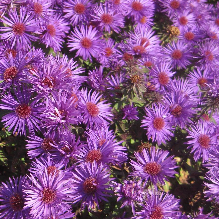 Aster novae-angliae 'Purple Dome' - New England Aster from Hoffie Nursery