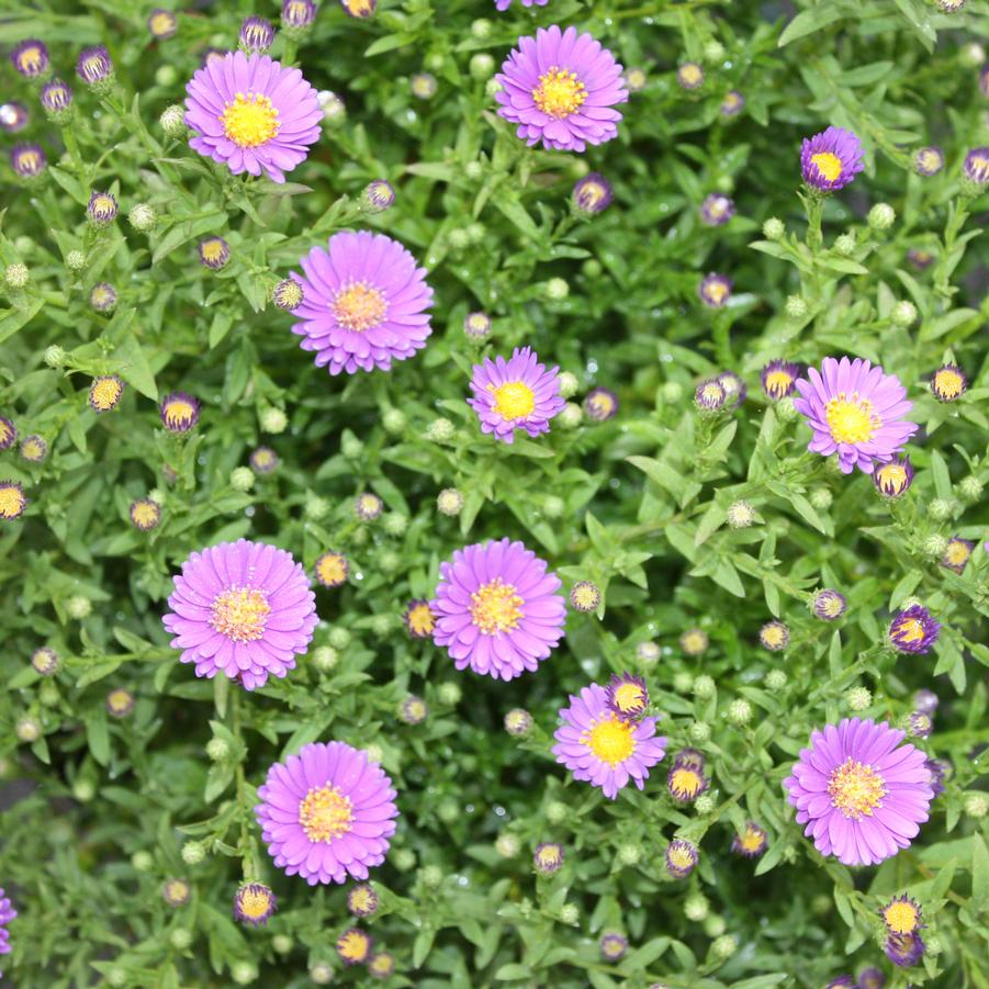 Aster 'Believer' - Fall Aster from Hoffie Nursery