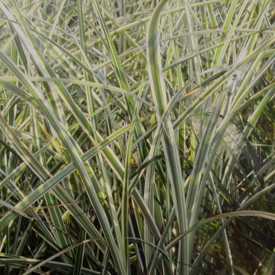 Miscanthus sinensis Variegatus