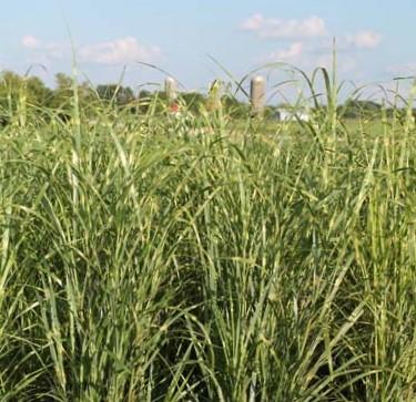 Miscanthus sinensis 'Zebrinus' - Zebra Grass from Hoffie Nursery