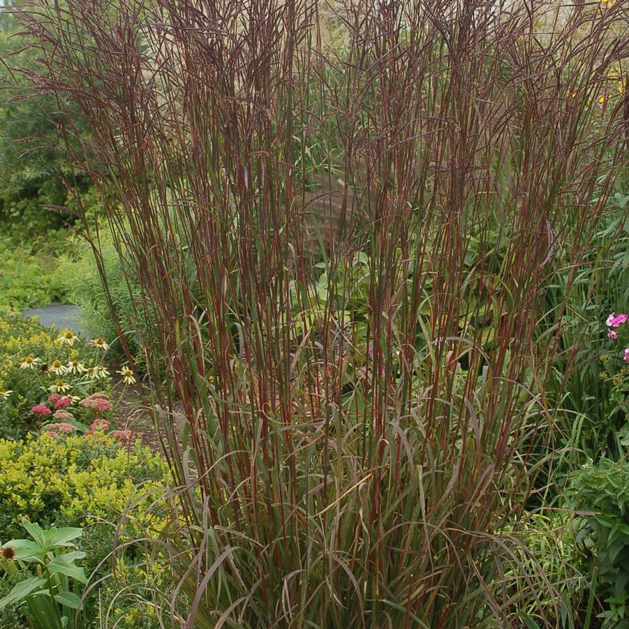 Andropogon gerardii 'Red October' - Big Bluestem from Hoffie Nursery