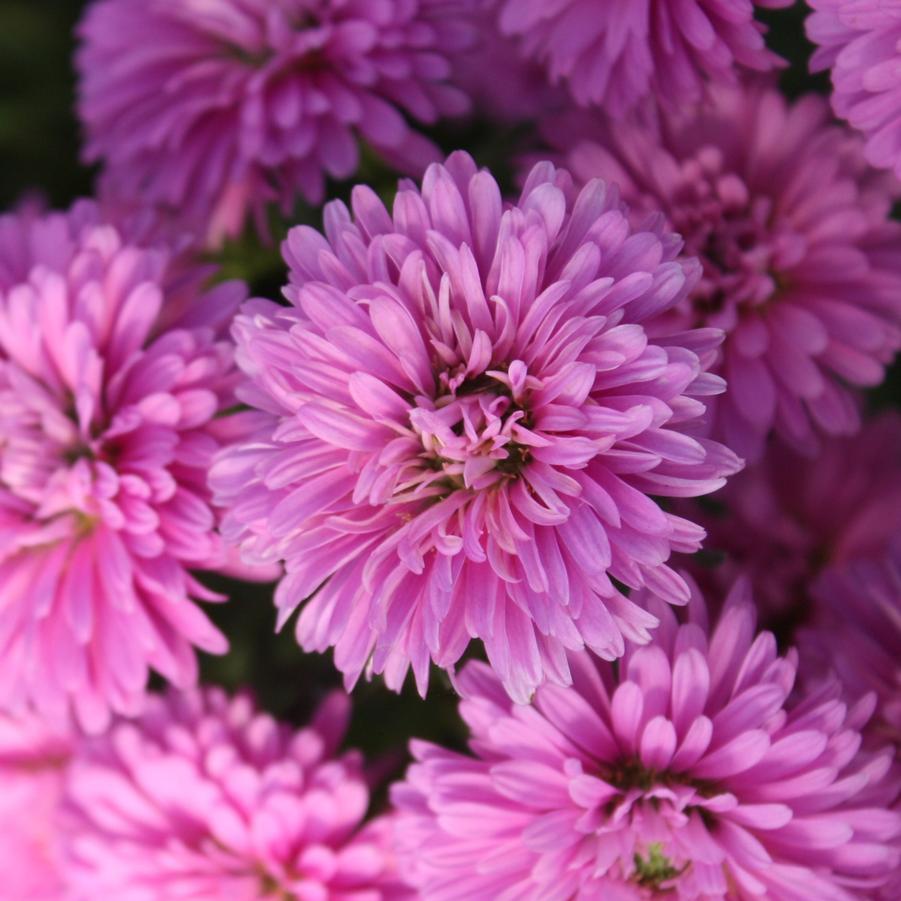 Aster 'Henry III Pink' - Fall Aster from Hoffie Nursery