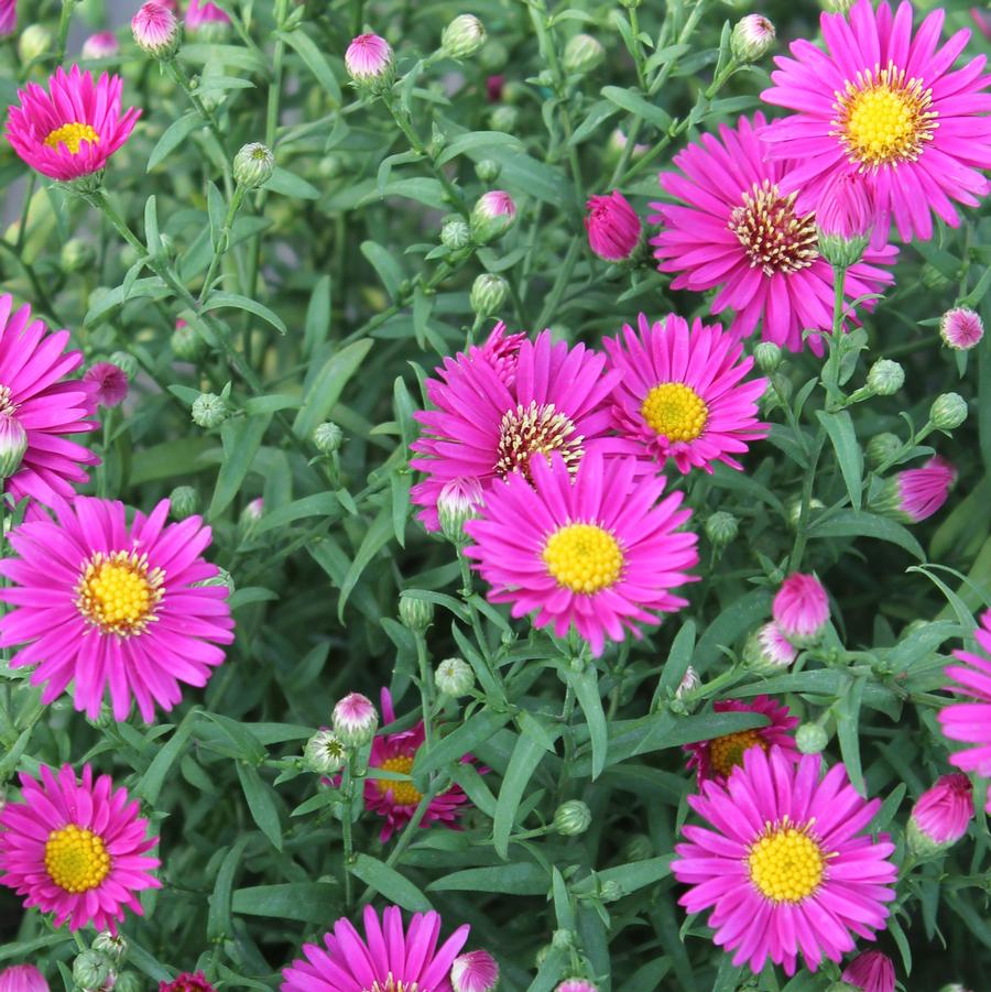 Aster 'Hazy' - Fall Aster from Hoffie Nursery