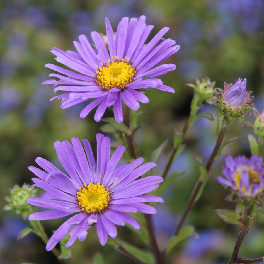 Aster 'Blue Autumn' - Hybrid Aster from Hoffie Nursery