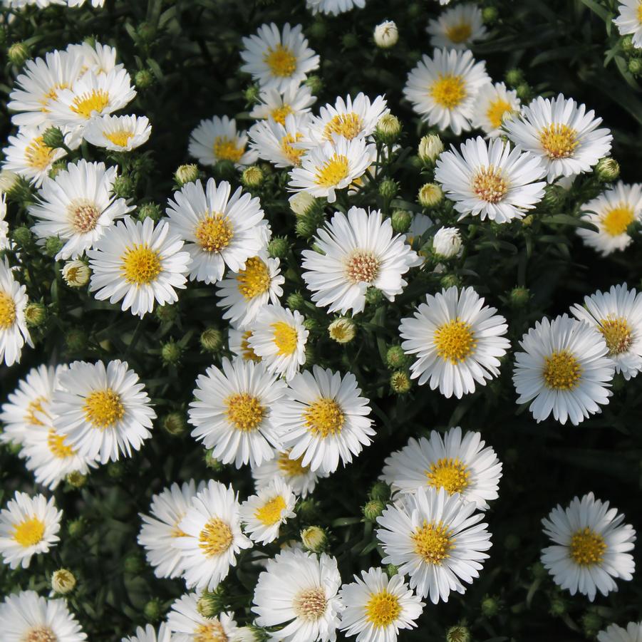 Aster 'Puff' - Fall Aster from Hoffie Nursery