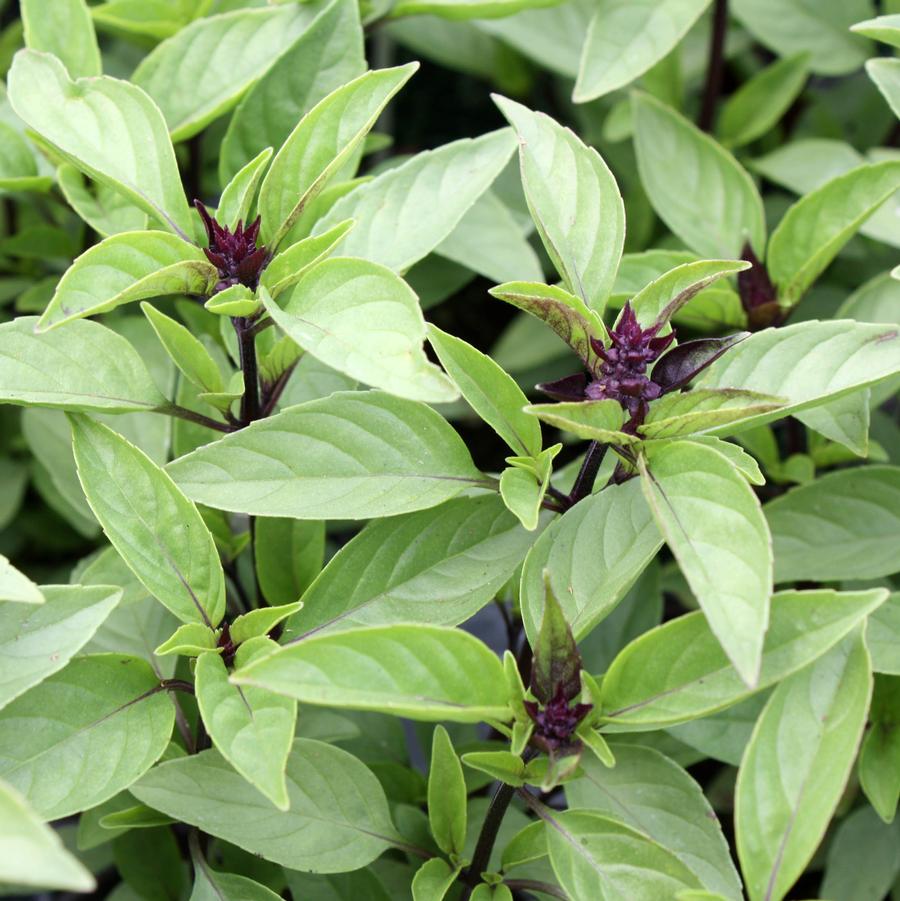 Basil 'Queen of Siam' - Thai Basil/Ocimum basilicum (Annual) from Hoffie Nursery