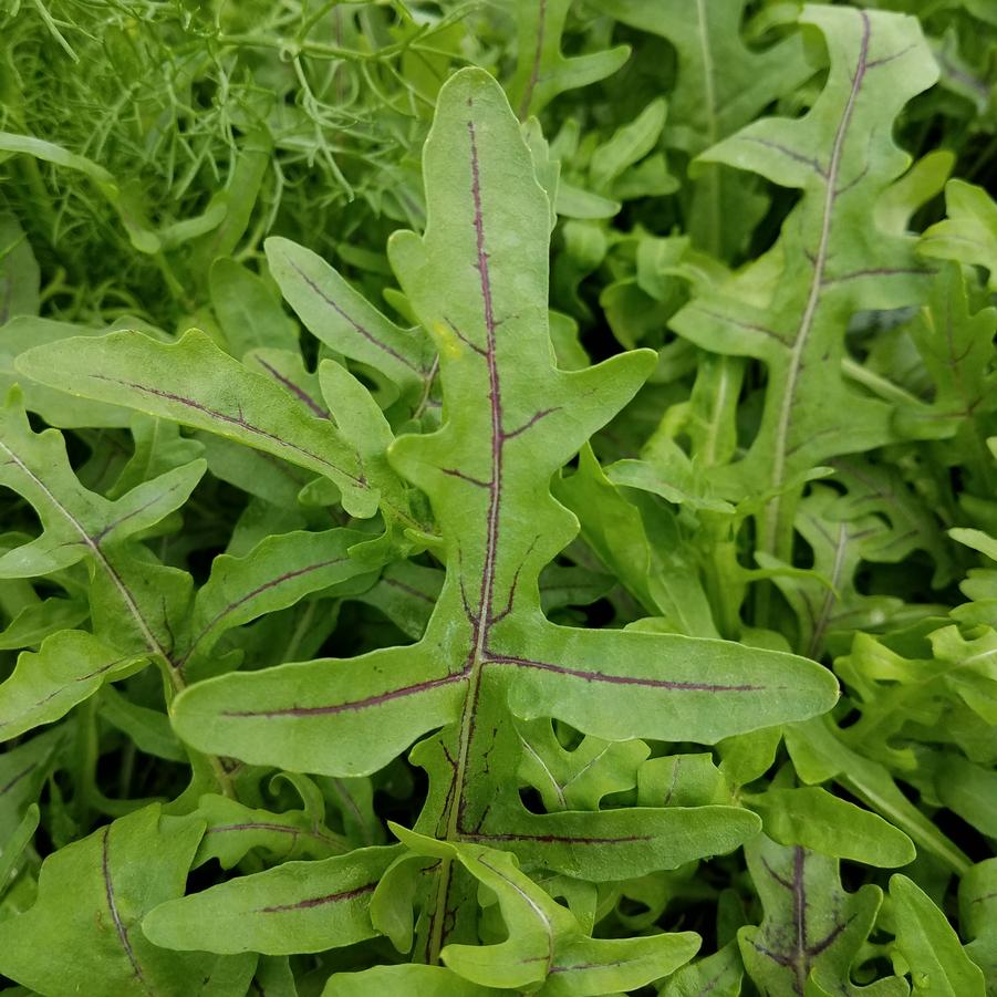 Arugula - Arugula or Rocket (Annual) from Hoffie Nursery