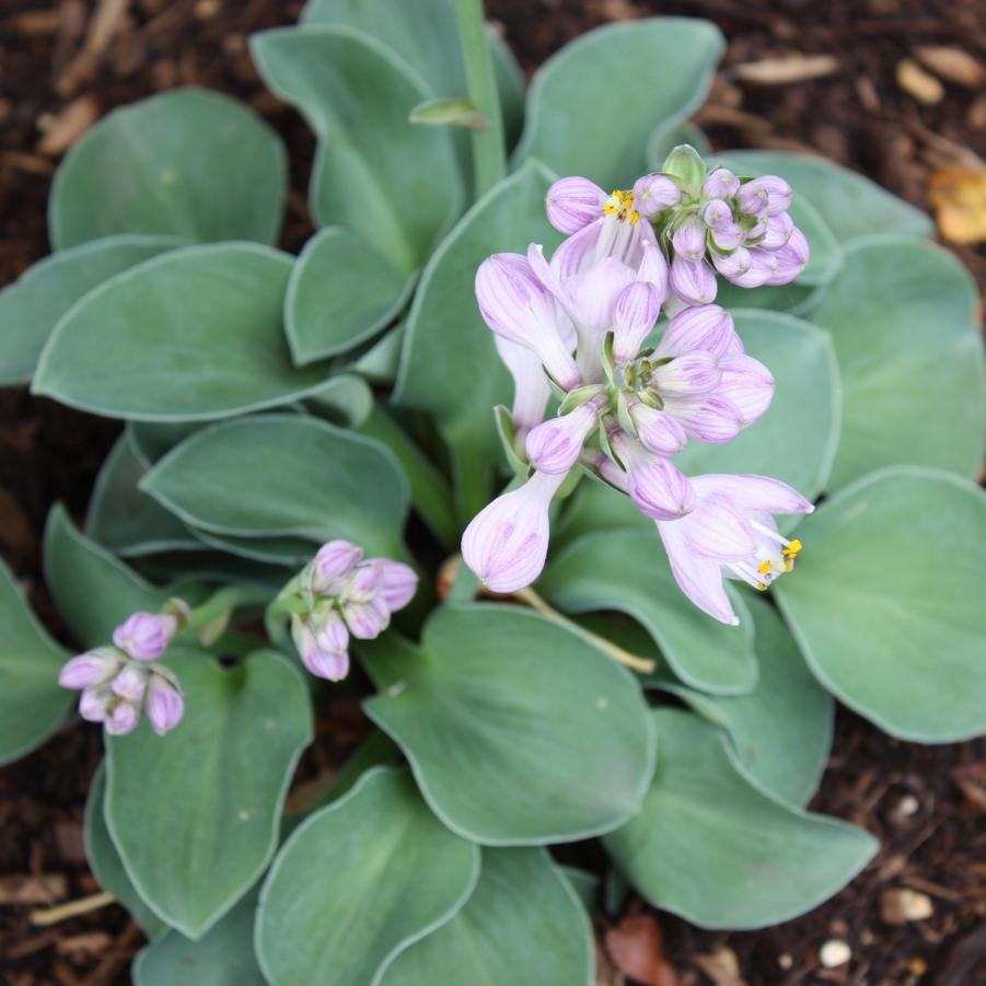 Hosta 'Blue Mouse Ears' - Mini Hosta from Hoffie Nursery