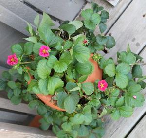 Strawberry 'Tristan' - Everbearing Strawberry from Hoffie Nursery