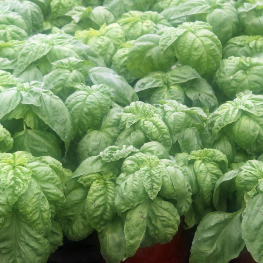 Basil 'Mammoth' - Mammoth Basil/Ocimum basilicum (Annual) from Hoffie Nursery