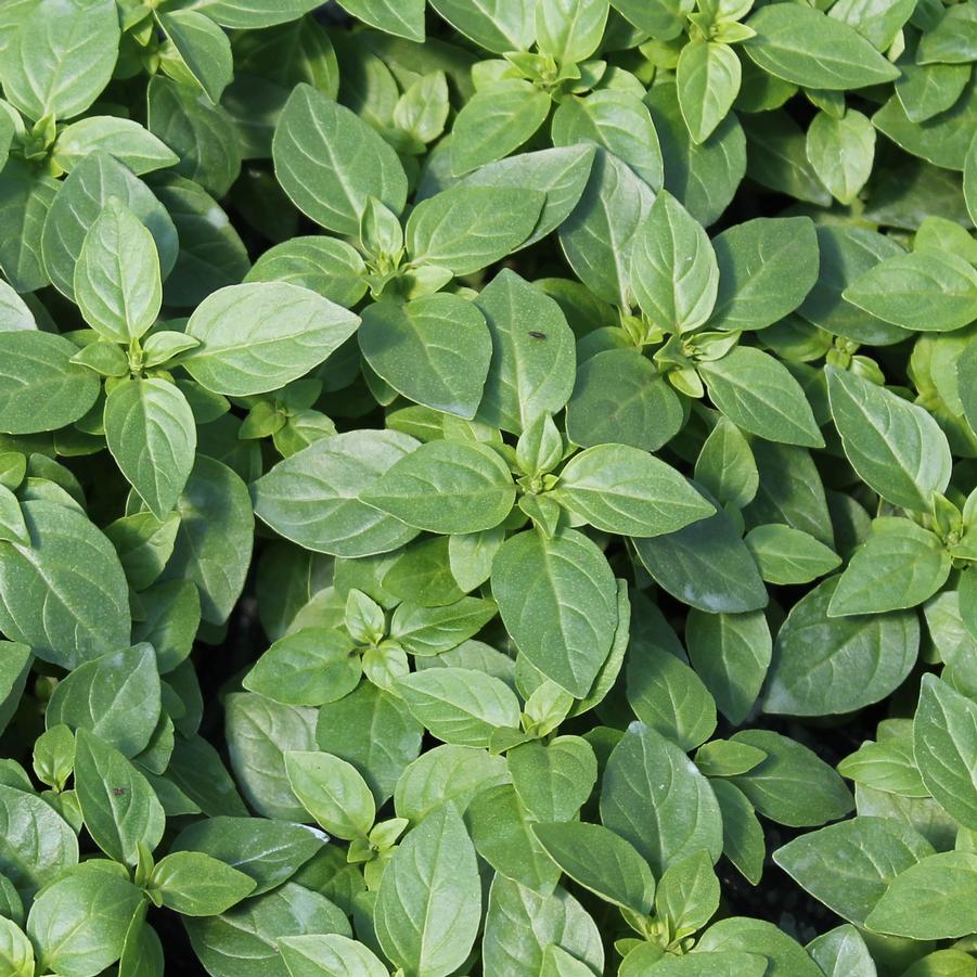 Basil 'Spicy Globe' - Ocimum basilicum (Annual) from Hoffie Nursery