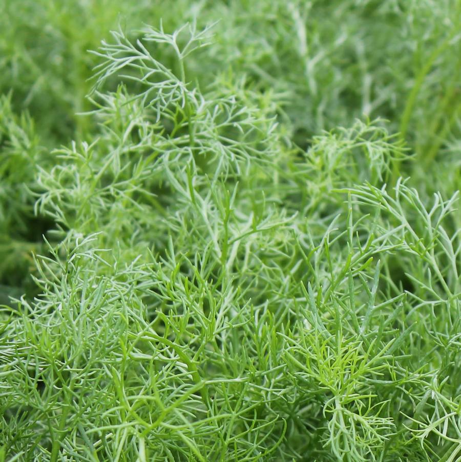 Chamomile - German Chamomile/Matricaria recutita (Annual) from Hoffie Nursery