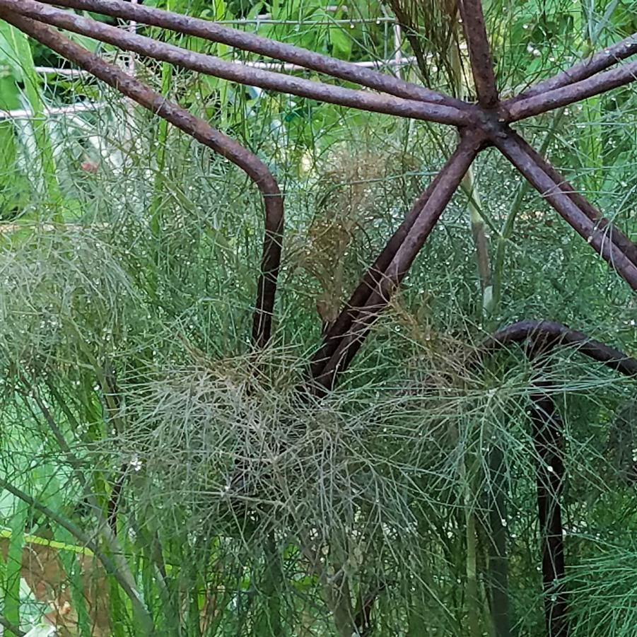 Fennel, Bronze - Foeniculum vulga from Hoffie Nursery