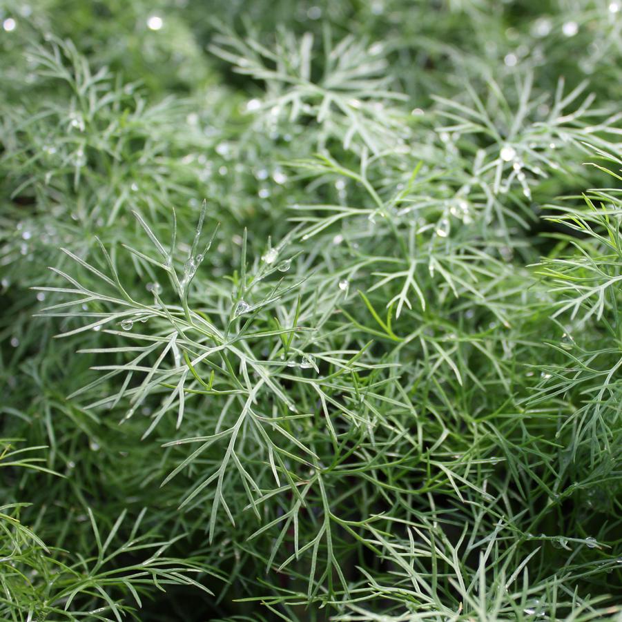 Dill - Fernleaf Dill/Anethum graveolens (Annual) from Hoffie Nursery