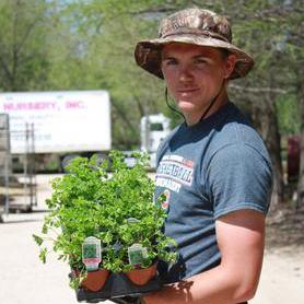 Parsley, Curley - Petroselinum crispum from Hoffie Nursery