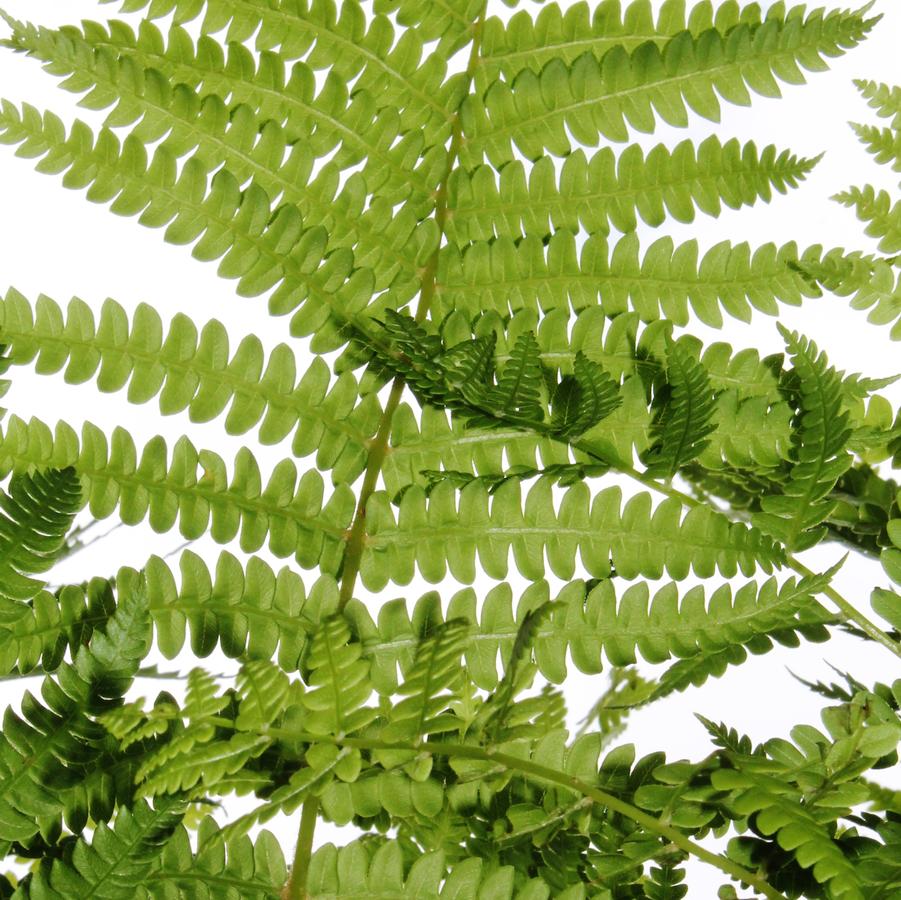 Osmunda cinnamomea - Cinnamon Fern from Hoffie Nursery