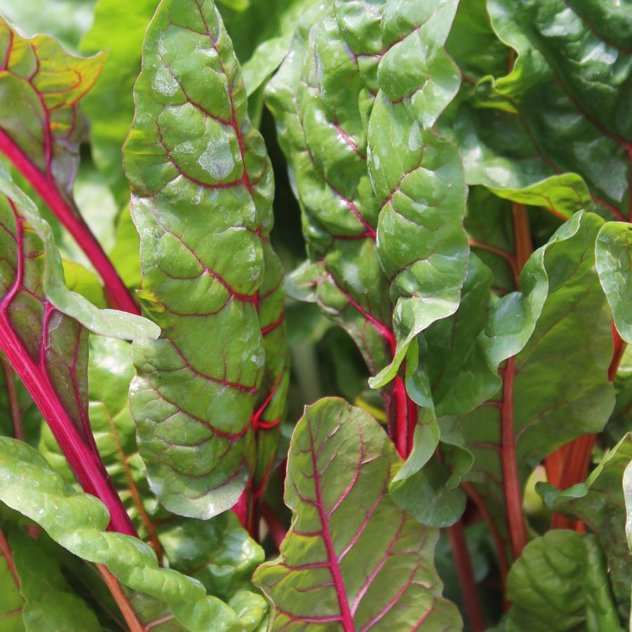 Swiss Chard 'Bright Lights' - Beta vulgaris from Hoffie Nursery