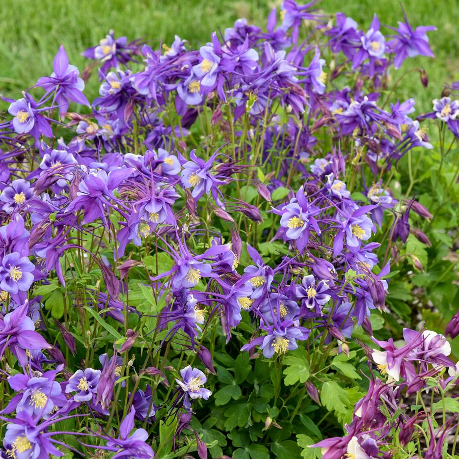 Aquilegia Earlybird Purple Blue - Columbine from Hoffie Nursery