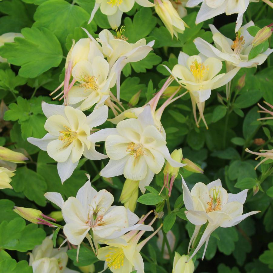 Aquilegia Earlybird™ Yellow - Columbine from Hoffie Nursery