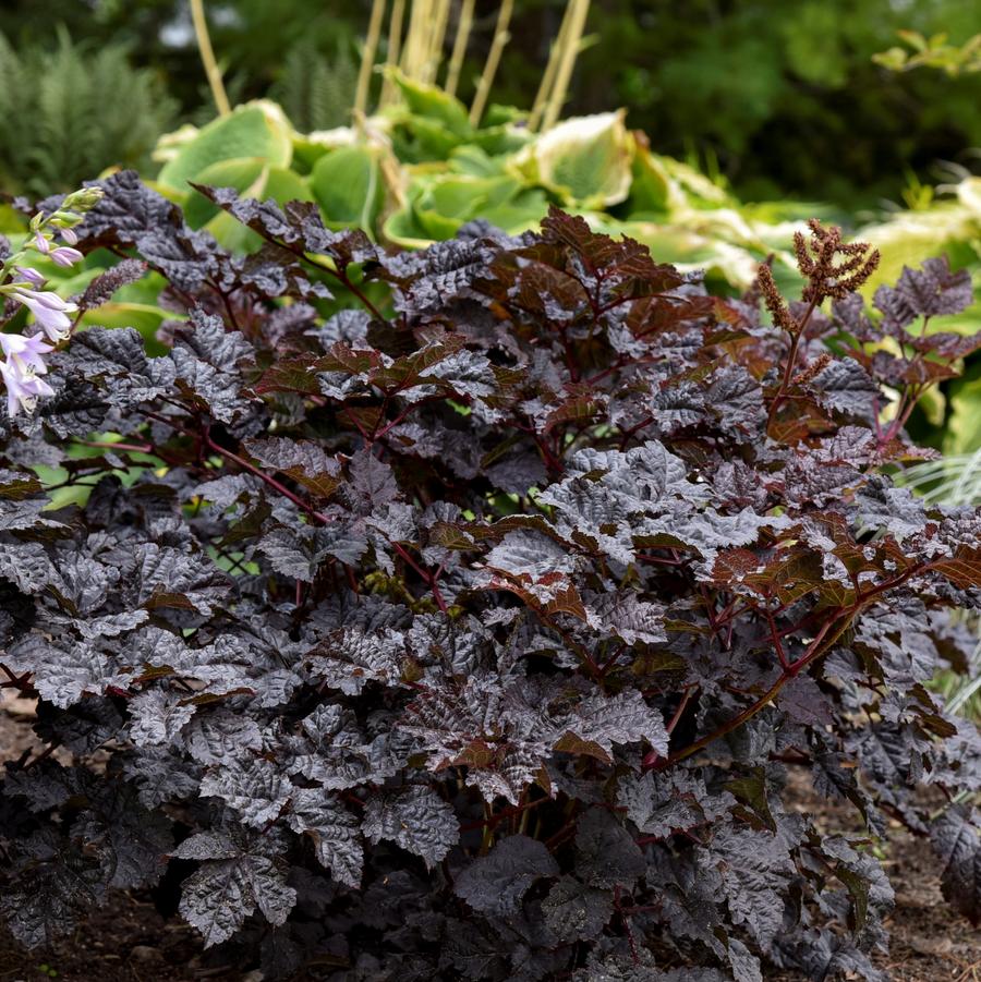 Astilbe 'Dark Side of the Moon' - Chinese False Spirea from Hoffie Nursery