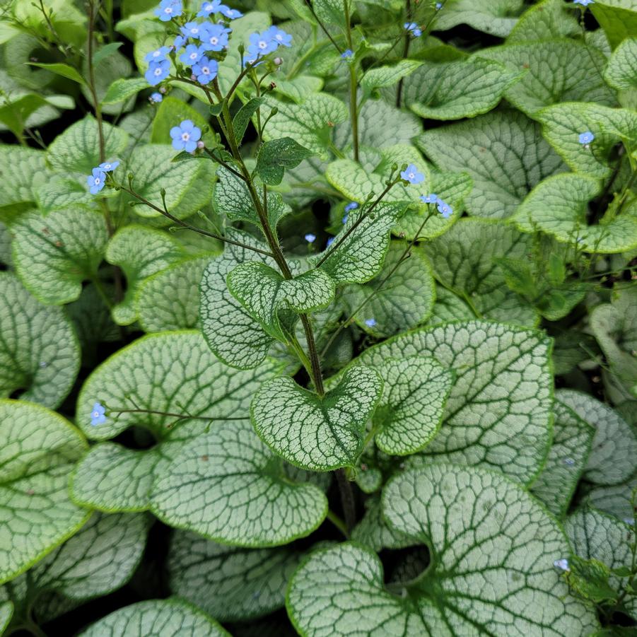 Brunnera macrophylla 'Sterling Silver' - False Forget-me-not from Hoffie Nursery