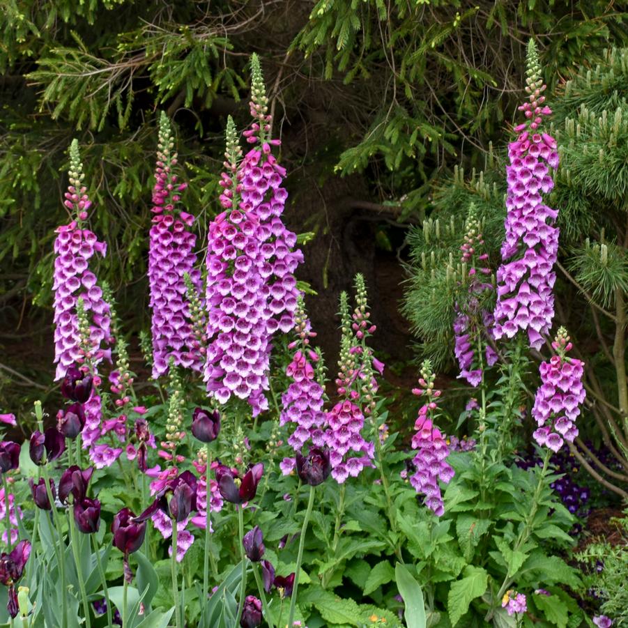 Digitalis purpurea 'Dalmatian Purple' - Foxglove from Hoffie Nursery