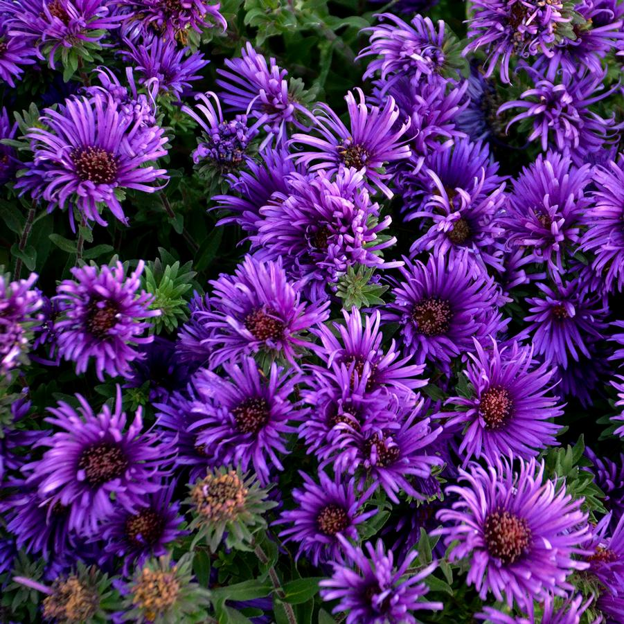 Aster novae-angliae 'Grape Crush' - New England Aster from Hoffie Nursery