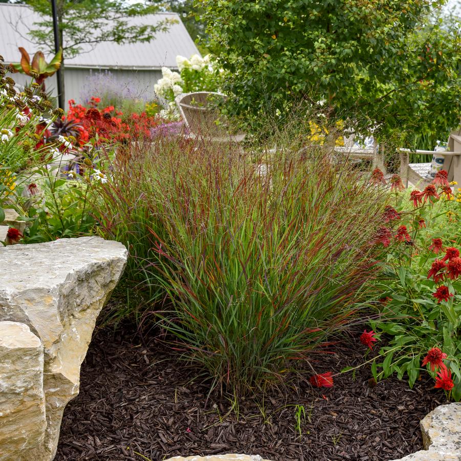 Panicum virgatum Prairie Winds 'Cheyenne Sky' - Red Switch Grass from Hoffie Nursery