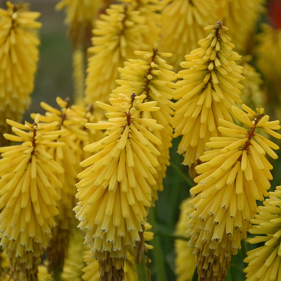 Kniphofia 'Gold Rush' - Hot Poker from Hoffie Nursery