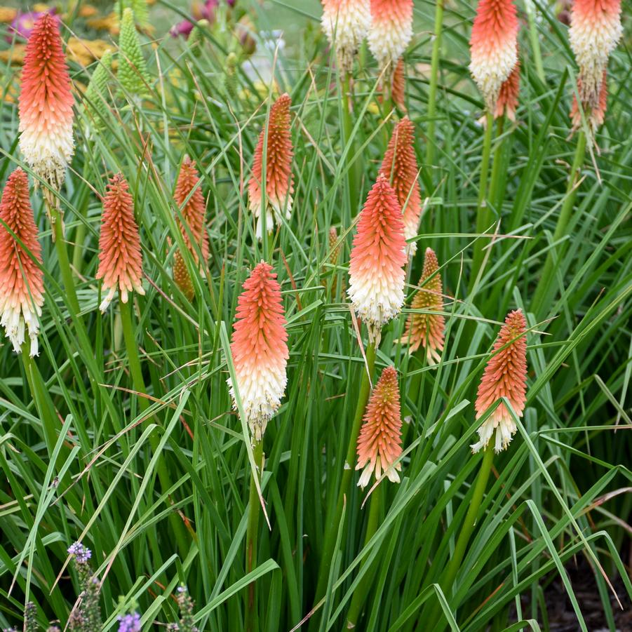 Kniphofia 'High Roller' - Hot Poker from Hoffie Nursery