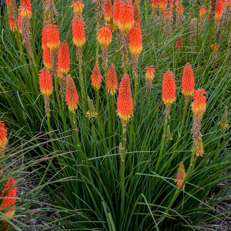 Kniphofia 'Jackpot' - Hot Poker from Hoffie Nursery