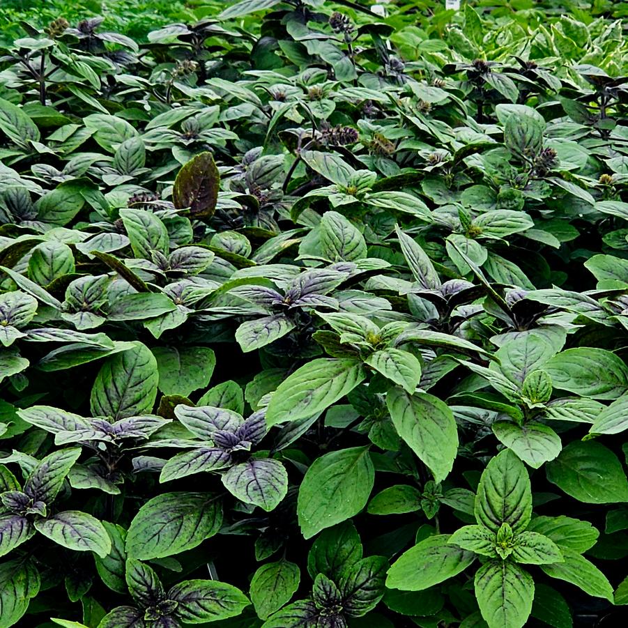 Basil 'African Blue' - Ocimum basilicum from Hoffie Nursery