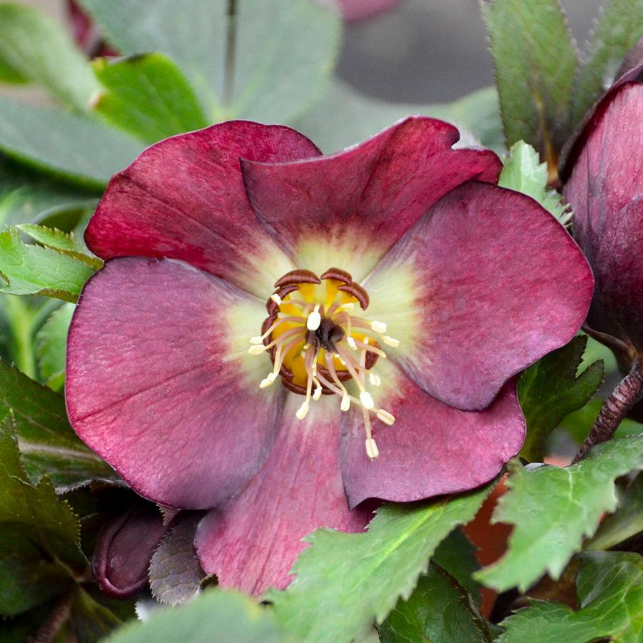 Helleborus Honeymoon� 'Rome in Red' - Lenten Rose from Hoffie Nursery