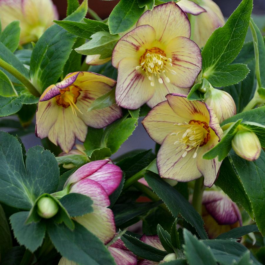 Helleborus Honeymoon® 'Tropical Sunset' - Lenten Rose from Hoffie Nursery